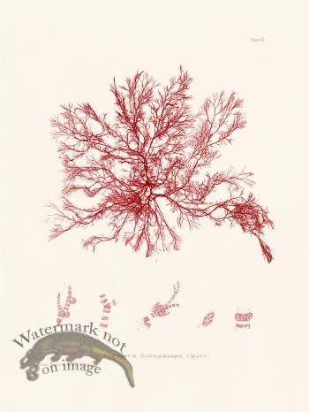 Bradbury Seaweed 101